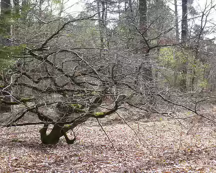 PXL031 Une forêt de bonsaïs géants